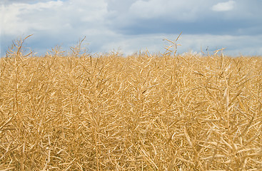 Image showing rape harvest