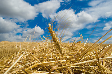 Image showing ear of wheat