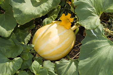 Image showing pumpkin