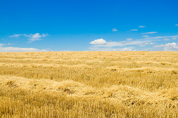 Image showing windrows