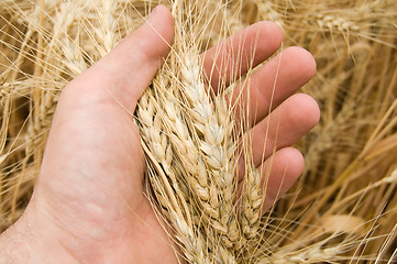 Image showing harvest in hand