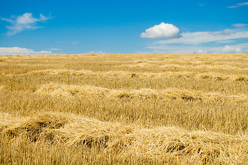 Image showing windrows