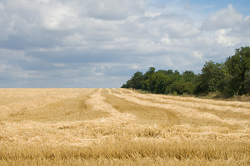 Image showing windrows and trees