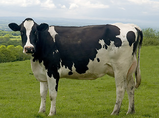 Image showing Cow