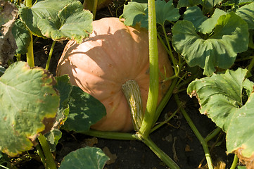 Image showing cucurbit