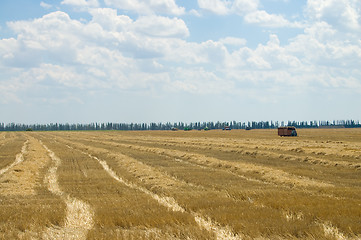 Image showing windrows