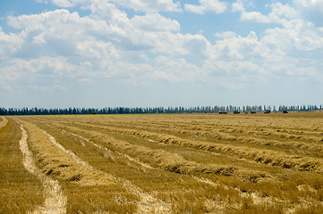 Image showing windrows