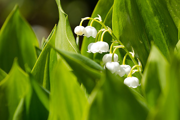 Image showing Blooming Lily of the valley in spring garden