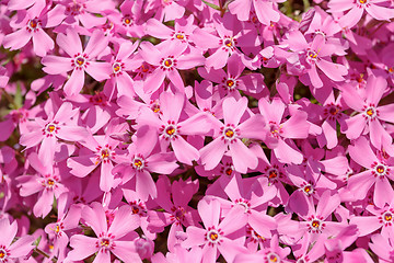 Image showing pink flowers background or backdrop