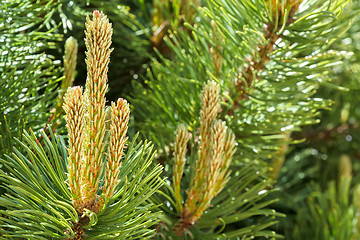 Image showing Natural fresh background, pine on the green