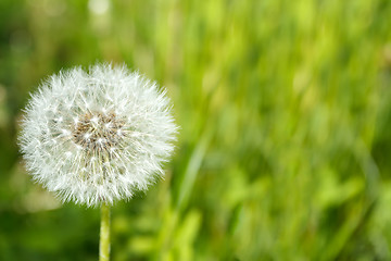 Image showing close up of Dandelion on background green grass