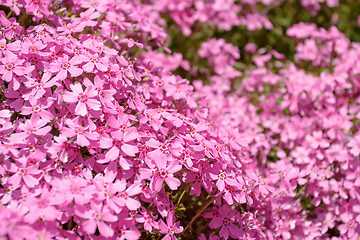 Image showing pink flowers in spring garden