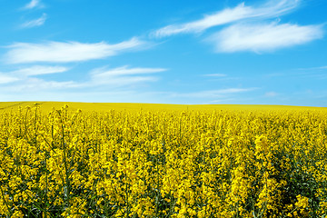 Image showing Beautiful summer rural landscape