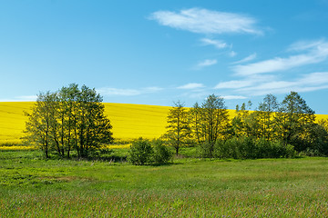 Image showing Beautiful summer rural landscape