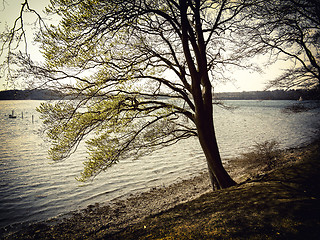 Image showing Beech tree by the sea retro