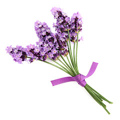 Image showing Lavender Herb  