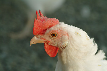 Image showing chicken