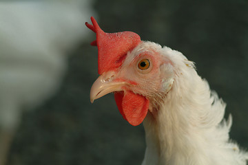 Image showing chicken