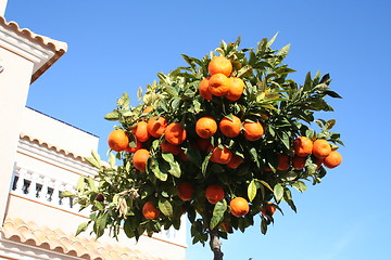 Image showing Tangerine-tree on pavement in Spain