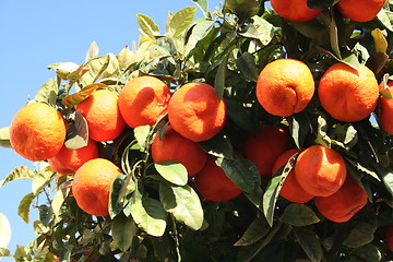 Image showing Tangerine-tree in Spain