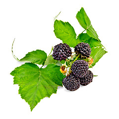 Image showing Blackberries with leaves