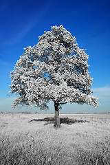 Image showing Fantastically unreal white tree on blue sky background