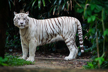 Image showing White tiger in forest