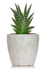 Image showing House plant in a ceramic pot