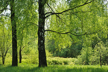 Image showing Young foliage