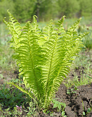 Image showing young ostrich fern