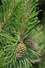 Image showing Sprig of pine with cones