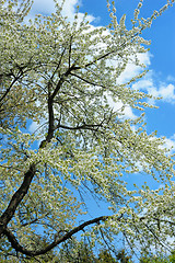 Image showing Flowering tree