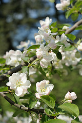 Image showing Branch of blossoming apple