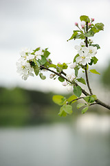 Image showing Branch of blossoming apple above the lake