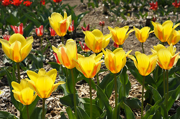 Image showing flowering tulips