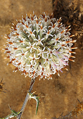 Image showing Blossoming thorn in Israel