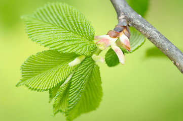 Image showing Hazel leaves in spring