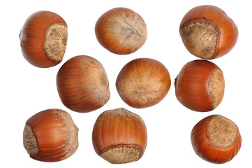 Image showing Hazelnuts, isolated