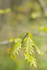 Image showing Oak branch in spring