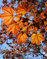 Image showing Red maple leaves