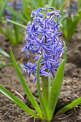 Image showing flowering hyacinth