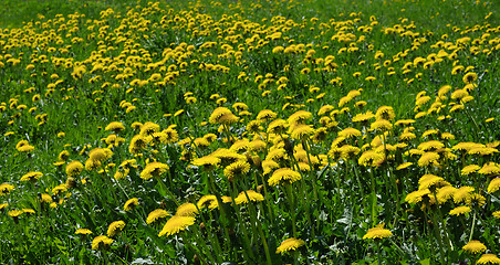 Image showing flowering dandelions