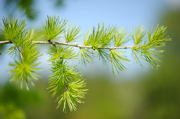 Image showing The branch of larch in the spring