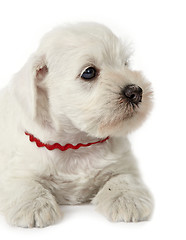 Image showing white schnauzer puppy