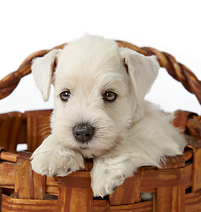 Image showing white schnauzer puppy