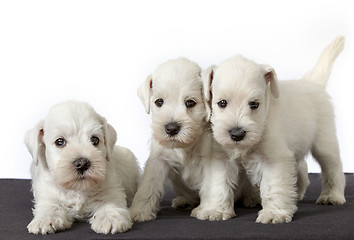 Image showing white schnauzer puppies