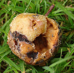 Image showing Rotten Apple