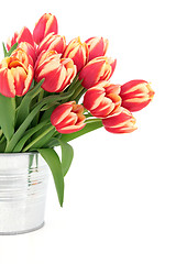 Image showing Vivid Tulip Beauty