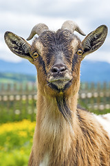 Image showing Bavarian goat