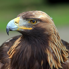 Image showing The head of Golden Eagle